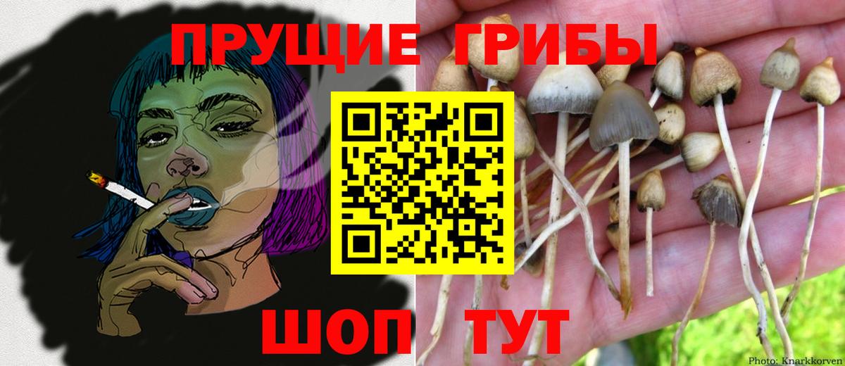 Брянск  Псилоцибиновые грибы ЛСД  Вход с VPN 